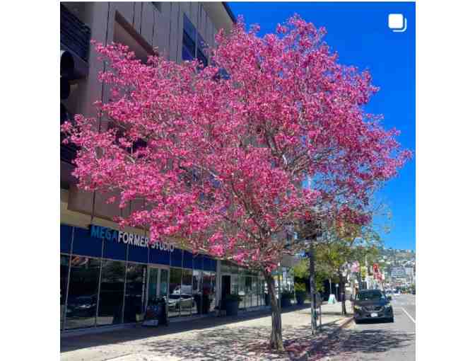 90 Minute Trees of LA Tour in West Los Angeles for 6 people