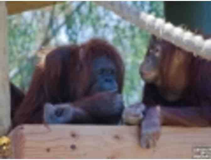 Lions, Tigers, and Bears at the Phoenix Zoo