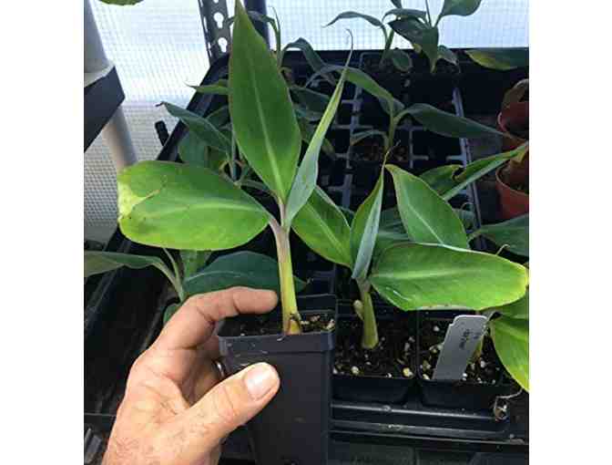 Ice Cream HARDY BANANA PLANT Tasty Fruit Tree LIVE PLANT Blue Java New