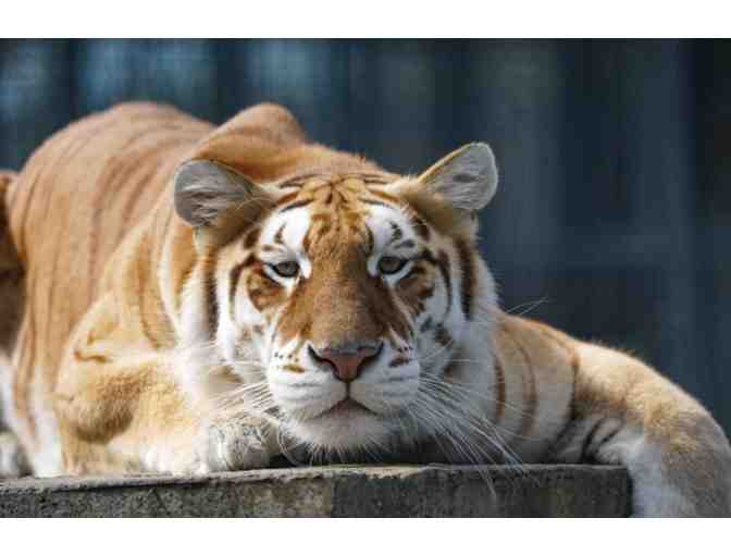 Visit Big Cat Habitat - Sarasota, FL