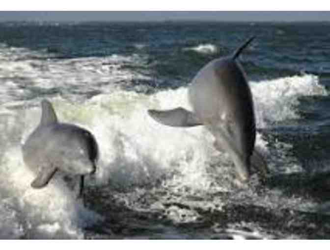 Dolphin and Wildlife Cruise