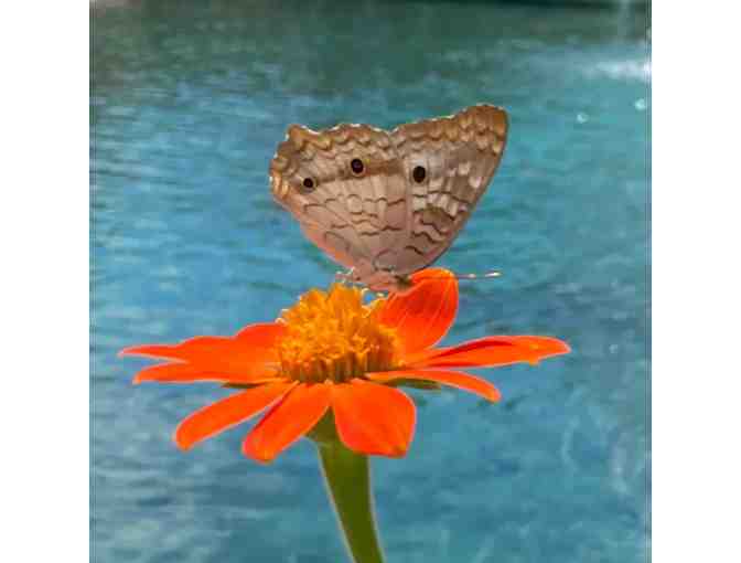 Butterfly World Guest Passes - Coconut Creek, FL