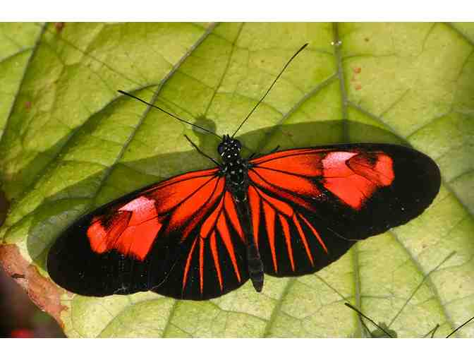 Butterfly World Guest Passes - Coconut Creek, FL