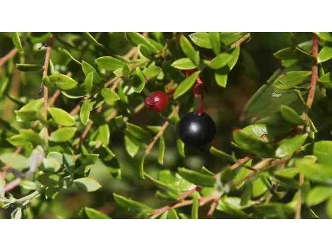 A Guided Wild Edible Tour with Harry Phillips