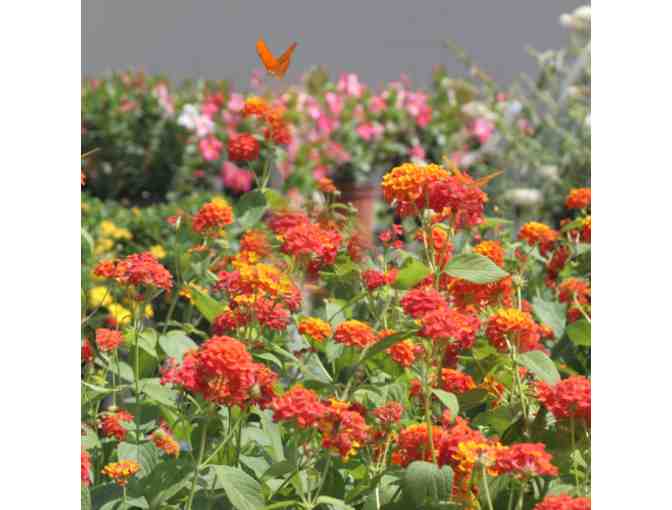 Butterfly World Guest Passes - Coconut Creek, FL