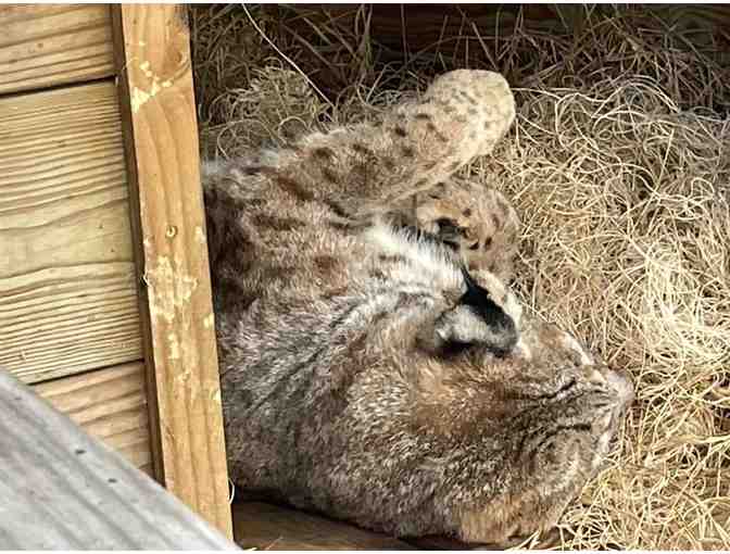 Family Pass for two adults and two children to - Catty Shack Ranch Wildlife Sanctuary
