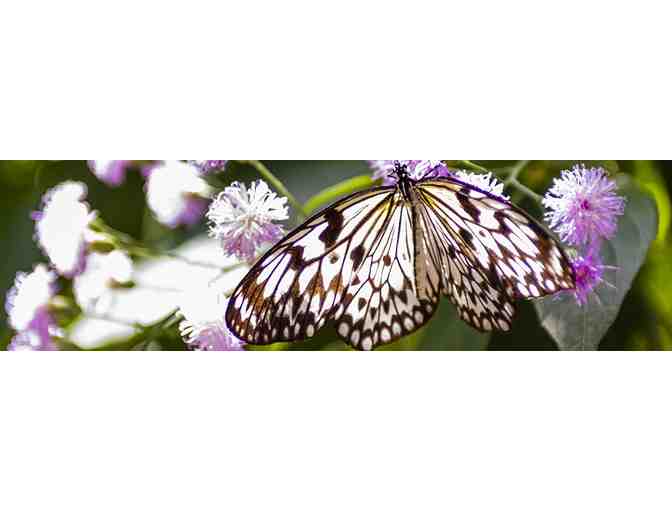 One Year Membership - Fairchild Botanical Garden