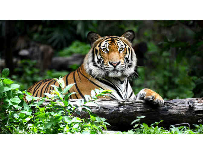 MO Tiger Sanctuary | 3-Night Stay