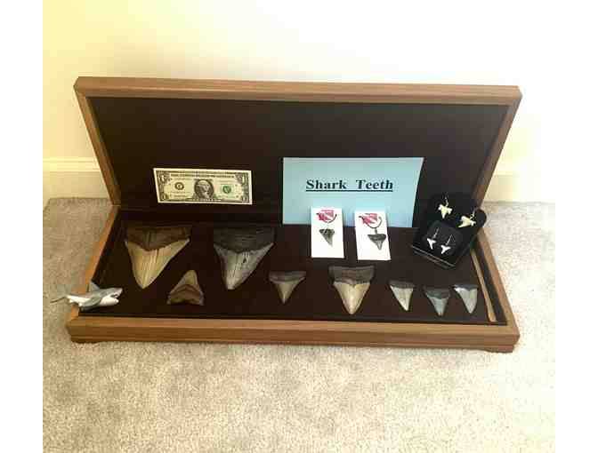 SHARK TOOTH (Megalodon, 4') - (2 Million Years Old)