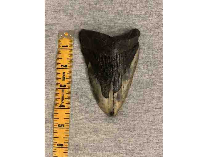 SHARK TOOTH (Megalodon, 4') - (2 Million Years Old)