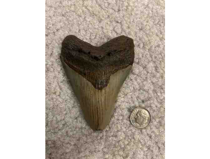 Shark Tooth (3.5', Megalodon) - Serrations, Excellent Condition