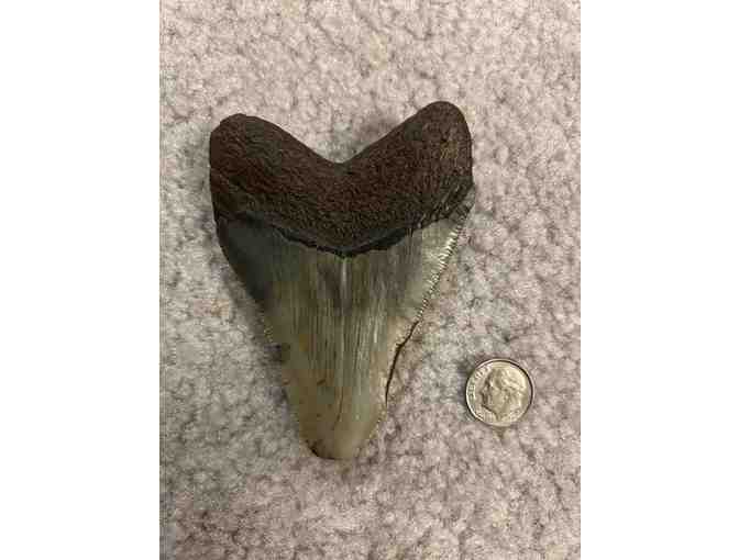 Shark Tooth (3.5', Megalodon) - Serrations, Excellent Condition