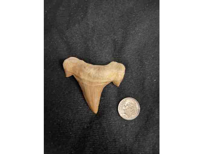 Shark Tooth (Megalodon, with Cuspids - Left Side)