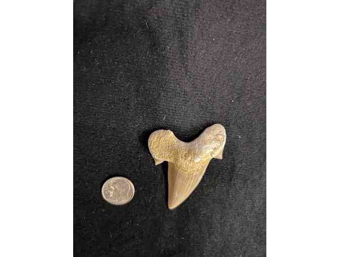 Shark Tooth (Megalodon, Cuspids) - Right Side, 2 Million Years Old