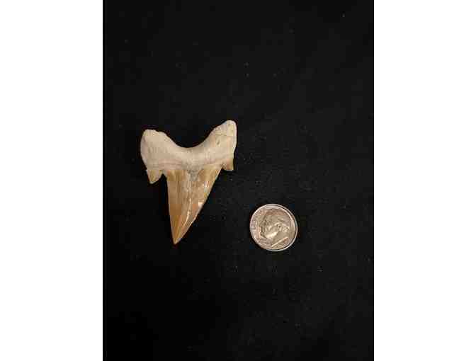 Shark Tooth (Megalodon, Cuspids) - Right Side, 2 Million Years Old