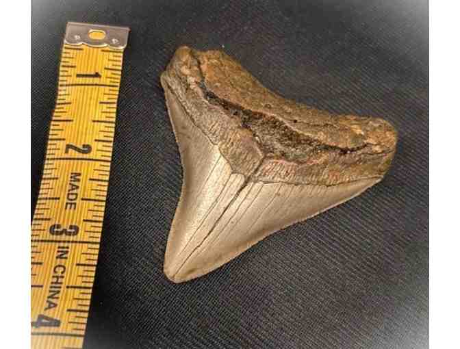 1 SHARK TOOTH: Megalodon (Museum Quality, Rare - 3.5', Chubutensis)
