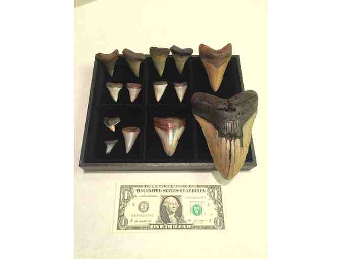 1 SHARK TOOTH: Megalodon (Museum Quality, Rare - 3.5', Chubutensis)
