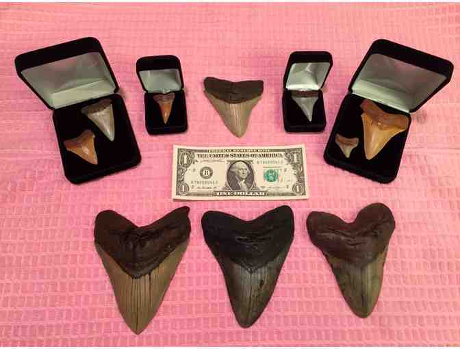 1 SHARK TOOTH: Megalodon (Museum Quality, Rare - 3.5', Chubutensis)