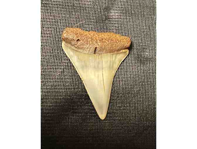 JAWS TOOTH: Shark, Great White (Museum Quality, Fossil)