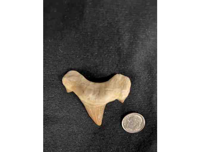 SHARK TOOTH: Megalodon (Cuspids, Left Angle)