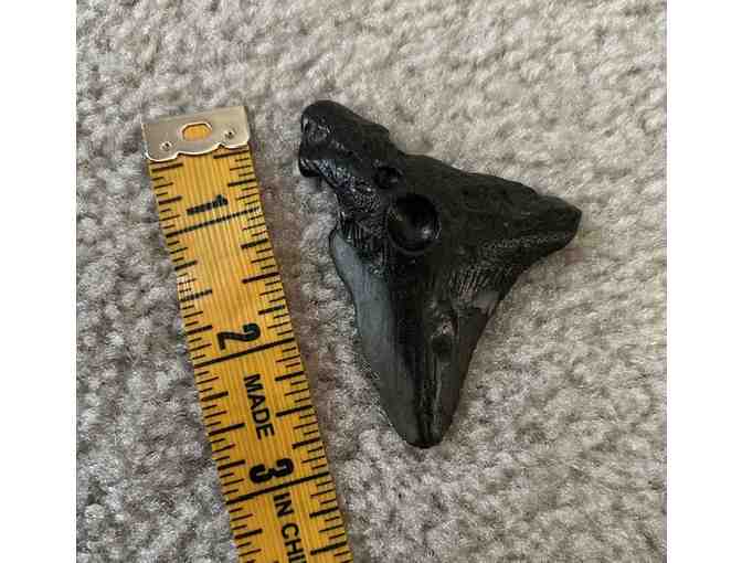 1 MEGALODON: Shark TOOTH (Giant, 3" Size - 2 Million Years Old) - Photo 2