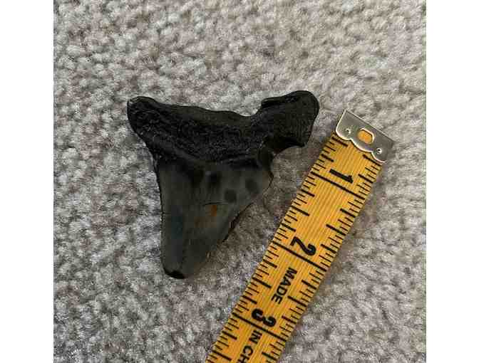 1 MEGALODON: Shark TOOTH (Giant, 3" Size - 2 Million Years Old) - Photo 3