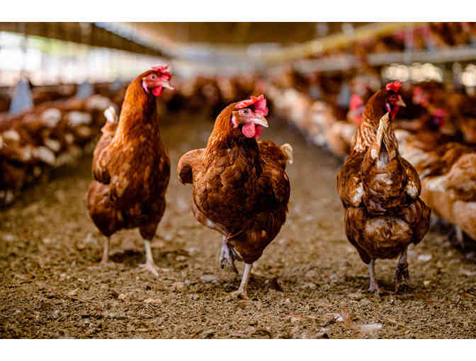 One (1) Year Supply of Local Fresh Island Eggs (OAHU)