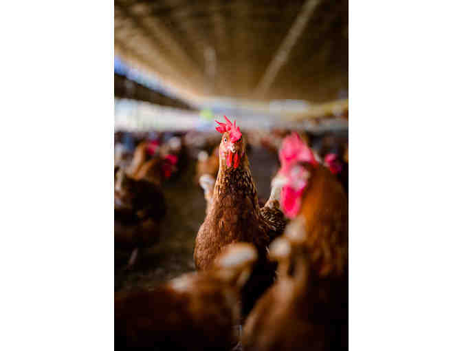 One (1) Year Supply of Local Fresh Island Eggs (OAHU)