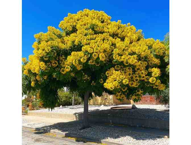 90 Minute Trees of LA Tour at Carlson Park