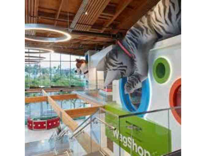 One week of camp at Wallis Annenberg Petspace Camp