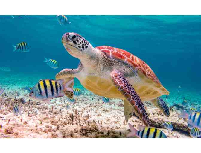 Luxury Mexico Resort 5 Night Stay in Riviera Maya, Nuevo Vallarta, Puerto Vallarta, Puerto