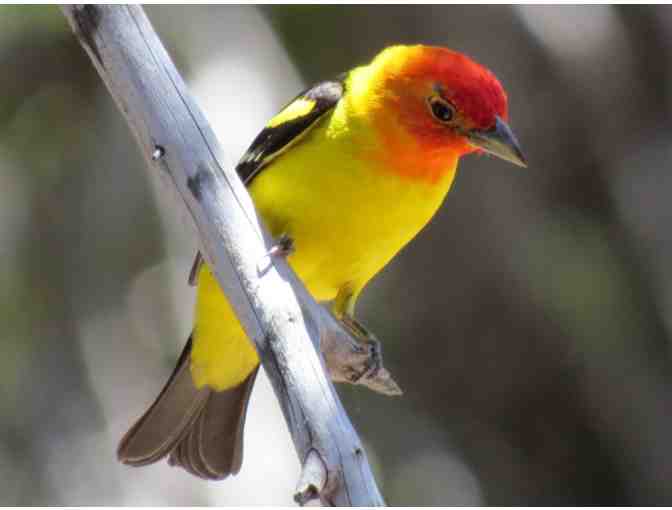 Bird Watching with David Assmann at Fort Mason