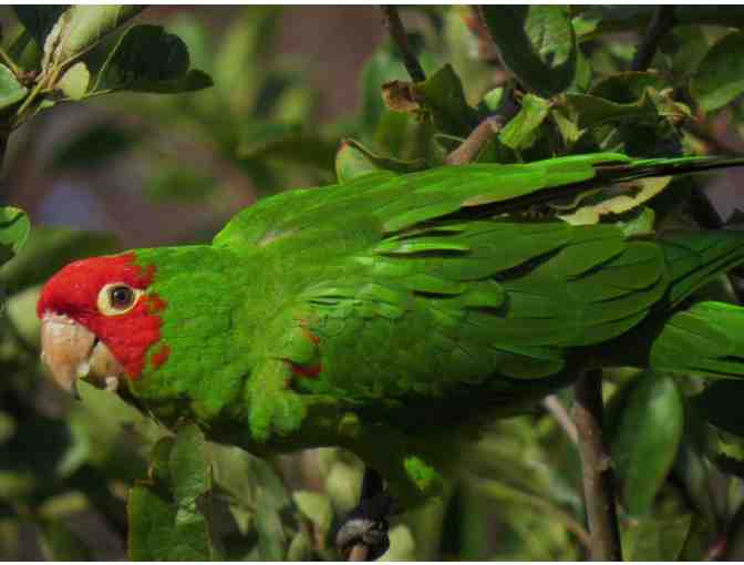 Bird Watching with David Assmann at Fort Mason