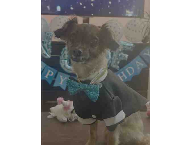 Pet Sitting for 5 nights