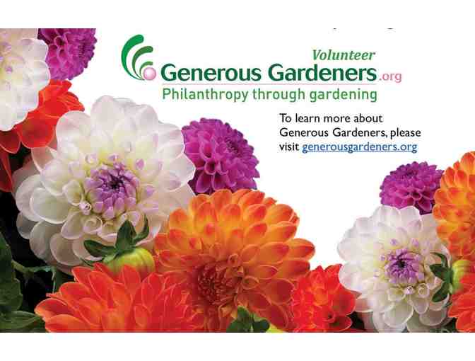 $50 worth of Dahlia tubers - Photo 1