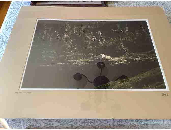 Large Wildlife Prints - Photo 2