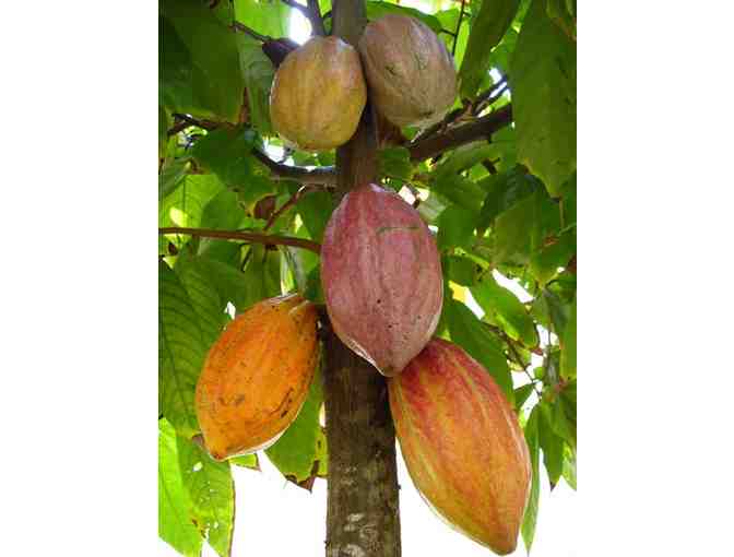 Chocolate Farm Tour for 2 Adults plus an Aloha bag of Chocolate - GC #1