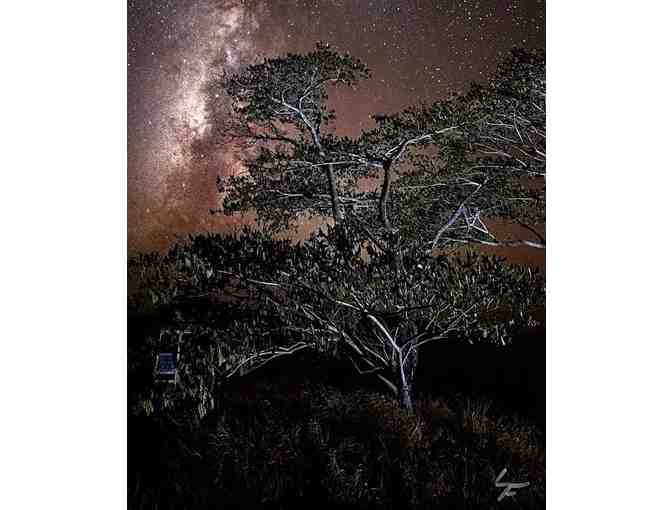 'Magical Mana Plains Forest Reserve' Photo by Dr. Lloyd Fujimoto