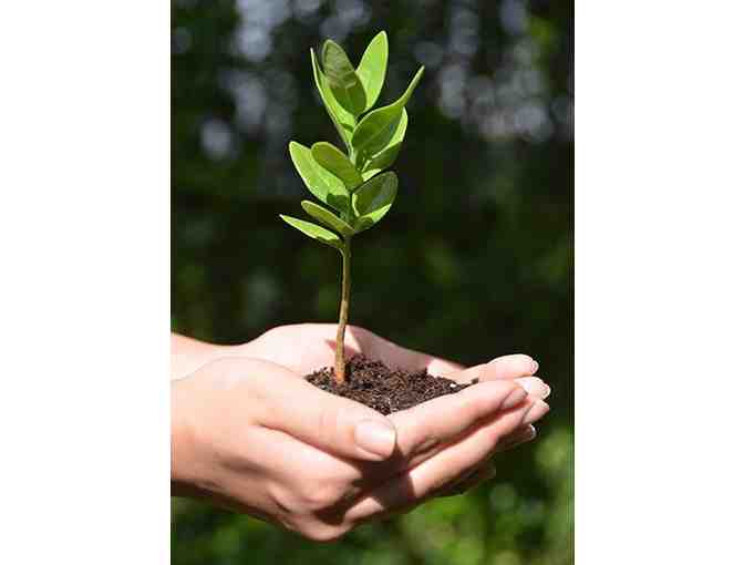 Hawaiian Legacy Reforestation Dedication Certificate valid for (1) Legacy Tree #3