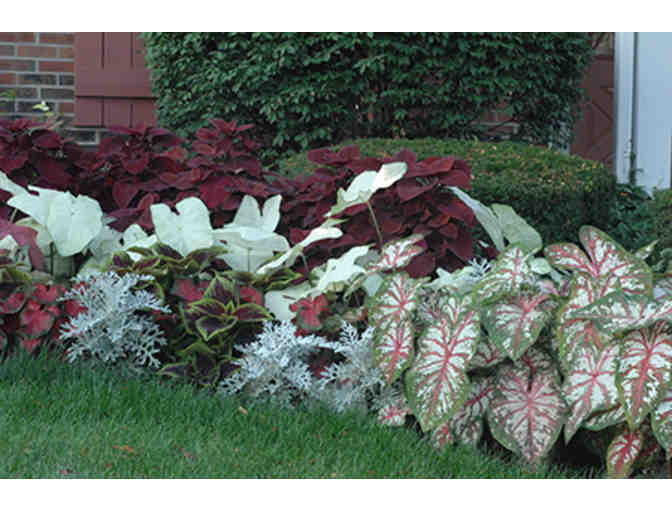 Caladium Bulbs from Bates Sons & Daughters Caladiums