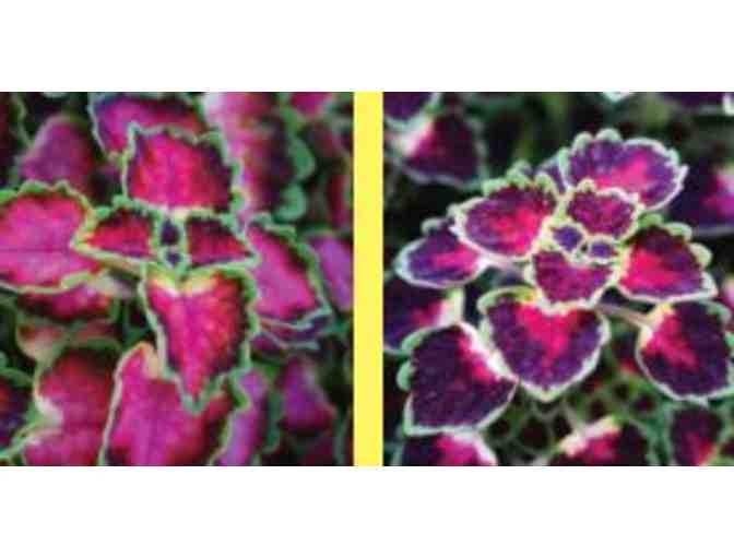 Flowering Plant Plugs by DS Cole Growers