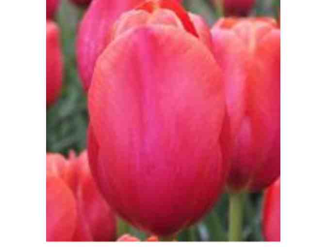 Tulip Bulbs from Holland