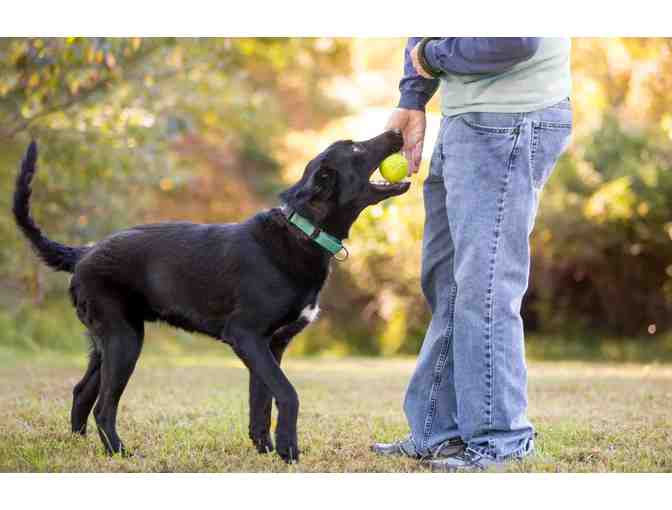 K-9 Waste Removal Services Gift Basket - Photo 3