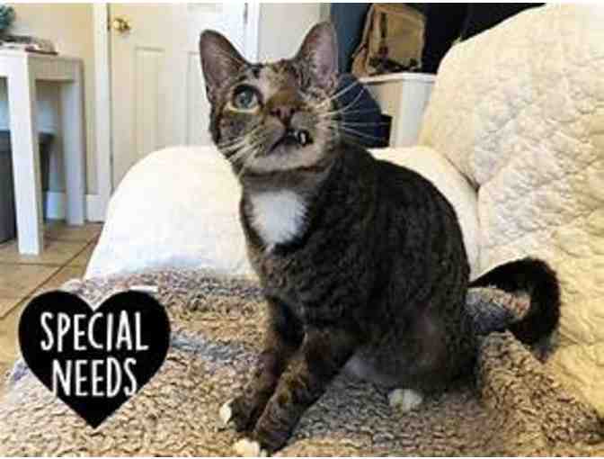 Sponsor Care for Special Needs Cats & Kittens - $50