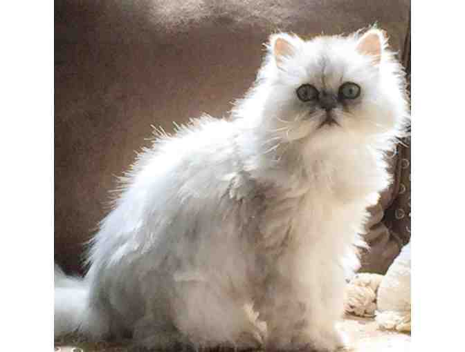 Painting of Your Pet by Stacey Youmans