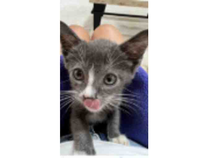 Sponsor Costs for Fostering a Rescue - $50