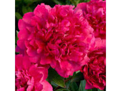 3 Monrovia 2 gallon Peony plants
