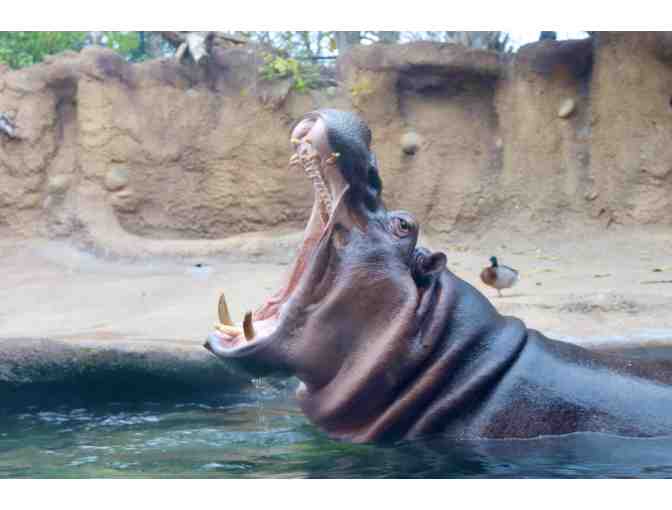 Explore the Wild at the San Antonio Zoo &acirc; 4 General Admission Tickets