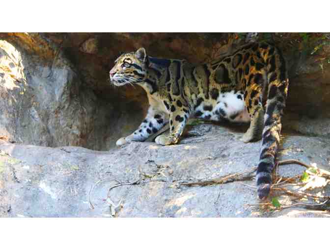 Explore the Wild at the San Antonio Zoo &acirc; 4 General Admission Tickets
