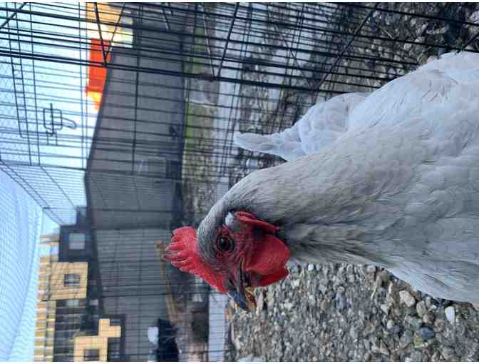 One Dozen Eggs from Compass Chickens (1 of 2)